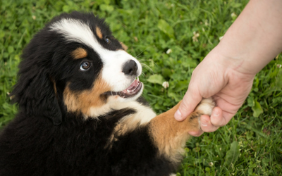 Person holding a puppy's paw