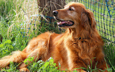 Older golden retriever laying in the grass