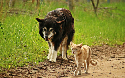 Dog and cat walking together