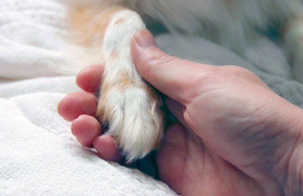 Dog's paw in its owner's hand