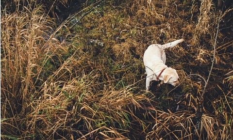 Dog exploring in the weeds