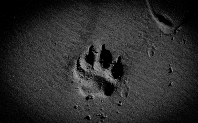 Paw print in cement