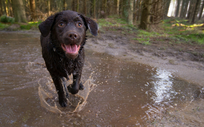 Puppy running through mud