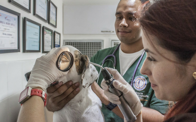 Two Veterinary Nurses examining a dog