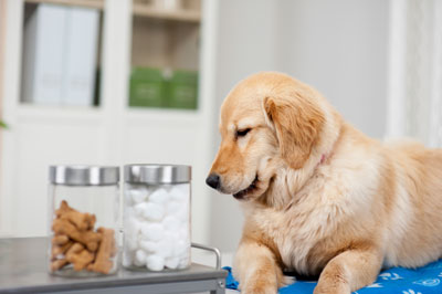 Dog looking at a jar of treats