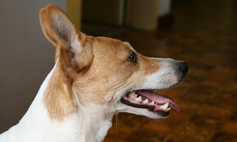 Dog side profile