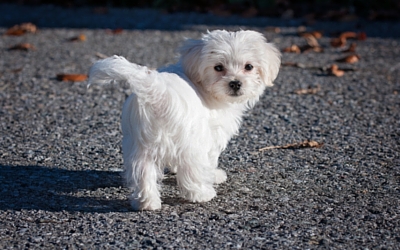 Little white dog on a walk