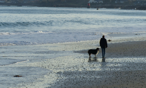 Owner and dog walking on the beach